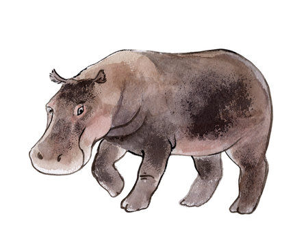 Hippo isolated on a white background, watercolor