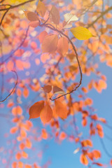 Autumn Background
