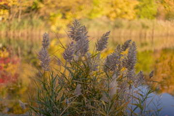 autumn by the lake