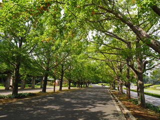 公園風景