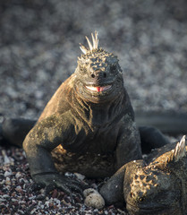 Marine Iguana, Galapagos Islands