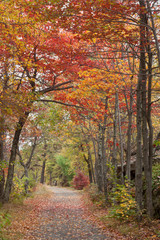 Carriage road with canopy of red leaves  at Mohonk Preserve in Autumn