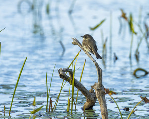 Eastern Phoebe perched with blue reflections