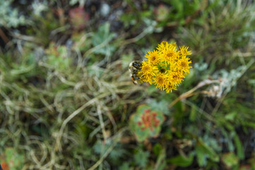 Bee Pollinates Wildflowers