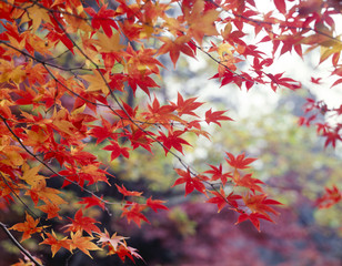 紅葉
