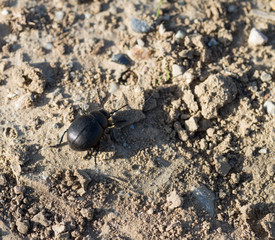 Coléoptère noir