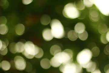 Obraz premium Beautiful nature green bokeh background