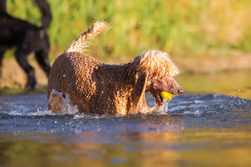 royal poodle in the water