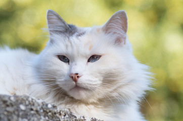 Chatte blanche