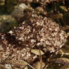 Verblühte Hortensie