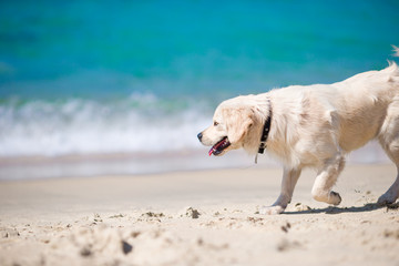Obraz premium Beautiful golden retriever playing in waves of the sea at a sunny day