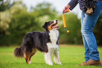 woman trains with an Australian Shepherd