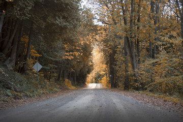 Autumn road