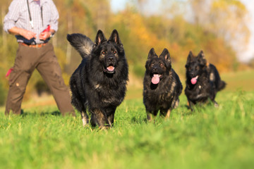 pack of Old German Shepherd Dogs running