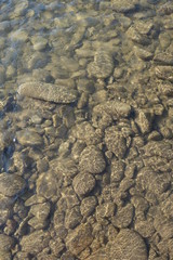 River Shopurka. The mountain river in the Carpathian region. Transcarpathia