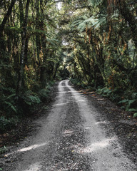 Fototapeta na wymiar Gravel road winding through palm trees on the West Coast of New Zealand