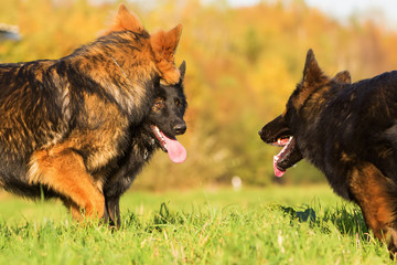 communication between three German Shepherd dogs