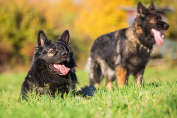 two German Shepherd dogs on the meadow
