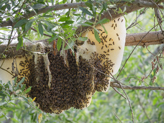 beehive, Lompoc, California June 2016