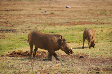 Warthog in Pilanesberg National Park,South Africa