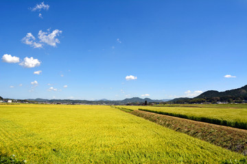 It is a rice field in rural in Fukuoka, Japan. It is in August.