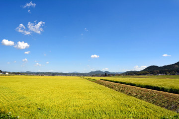 Fototapeta premium It is a rice field in rural in Fukuoka, Japan. It is in August.