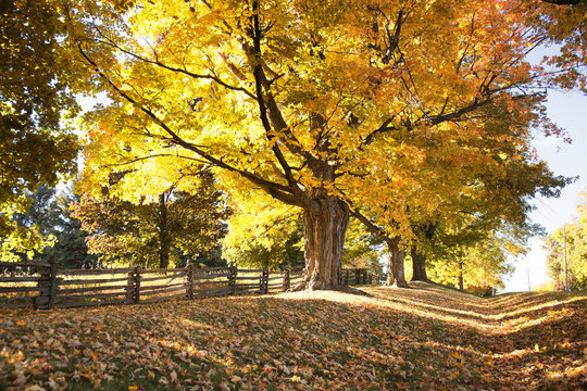 colorful maple trees in the autumn in the countryside