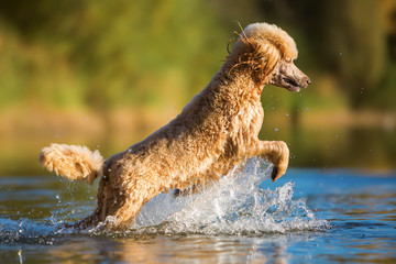 royal poodle is jumping in the water