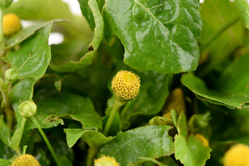 Para cress, Toothache Plant, Toothache plant, Brazil cress Toothache plant, Pellitary, Spot flower, Plants, vegetables and herbs with medicinal properties of Thailand.