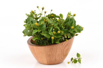 Para cress, Toothache Plant, Toothache plant, Brazil cress Toothache plant, Pellitary, Spot flower, Plants, vegetables and herbs with medicinal properties of Thailand.