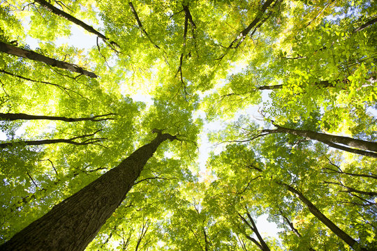 Green Tree Canopy