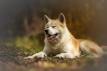 Akita inu dog in the autumn forest