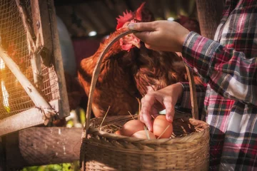Rolgordijnen a woman gathering fresh eggs into basket at hen house in countryside morning © only_kim
