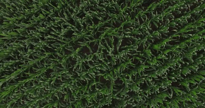 Aerial view on corn field. Top view