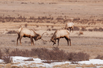 Bull elk sparing,  antlers locked