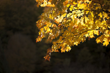 bright yellow maple leaves close up during autumn season