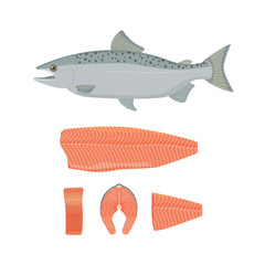 salmon vector illustration - 125873645