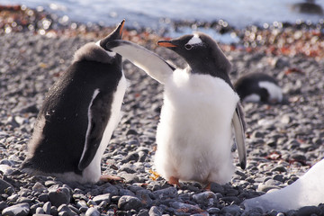Penguin chick in Antarctica slaps another penguin © Julien Beguin