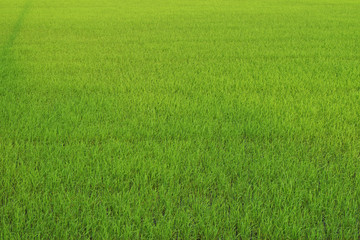 Naklejka na ściany i meble Rice field green grass background. The cultivation season.