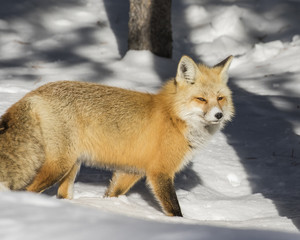 Red Fox moving through the forest in the Tetons in Winter.