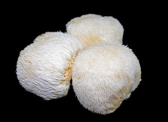 Lion's mane mushroom on black background © ayakochun