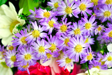 Obraz na płótnie Canvas Bouquet of purple flower