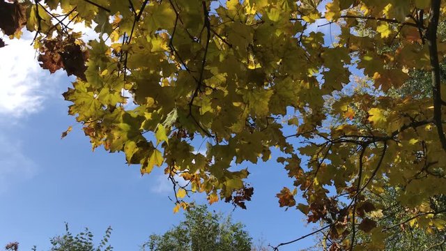 Yellow maple leaves against the blue sky, view from below