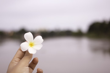 Plumeria in girl hands on river background. focus on hands.