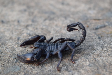 black scorpion