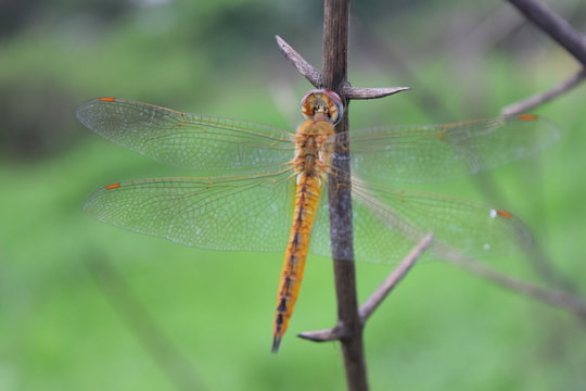 Dragonfly in the nature habitat