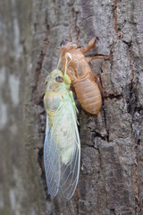 Insect molting cicada on tree in nature