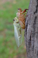 Insect molting cicada on tree in nature