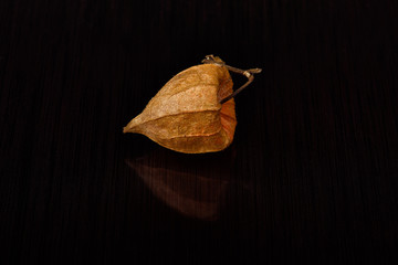 Work light of physalis, alchechengi