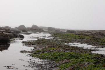 West Coast Mist